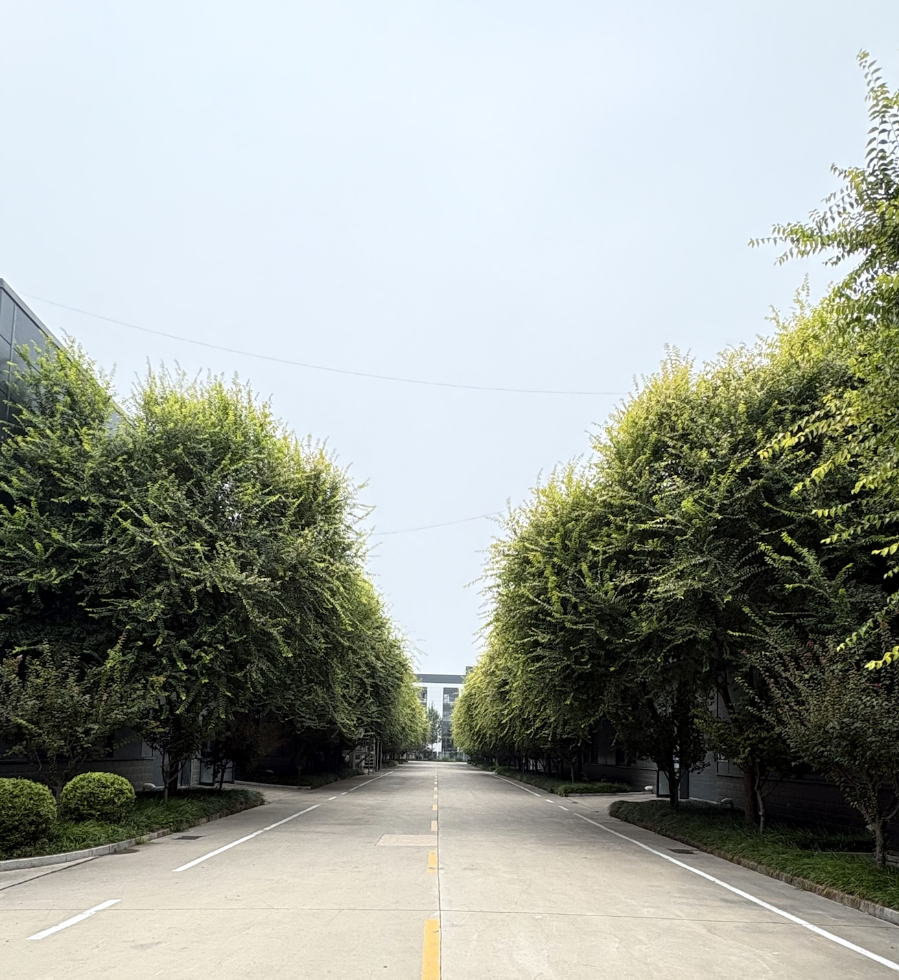 Campus Road & Daylight